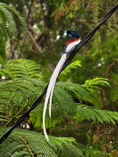 African Paradise-Flycatcher