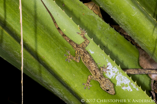 Flathead Leaf-toed Gecko