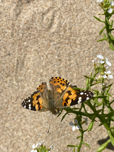 Painted Lady