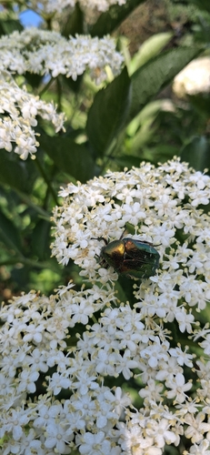 European Rose Chafer