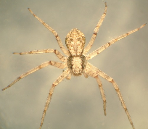 (Philodromus placidus)