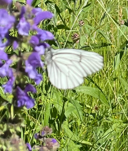Black-veined White