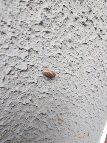 Common Pill Woodlouse