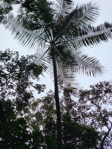 Euterpe edulis