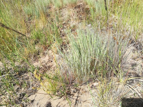 Gray Hairgrass