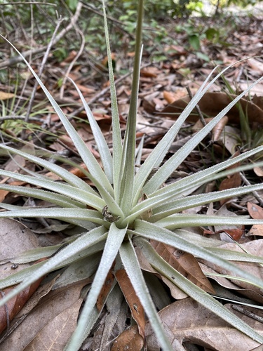 Tillandsia gardneri