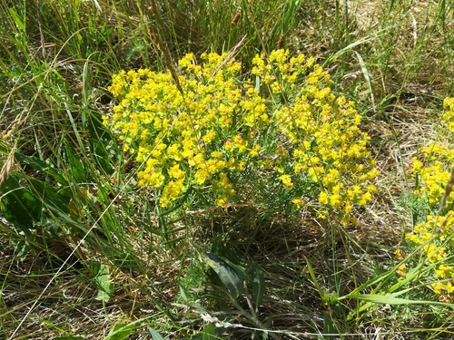 cypress spurge