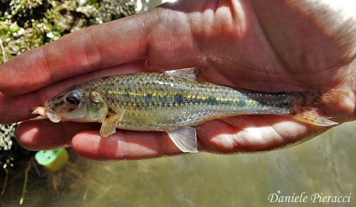 Common Gudgeon