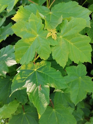 sycamore maple