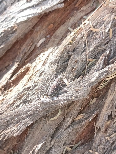Chrysobothris octocola