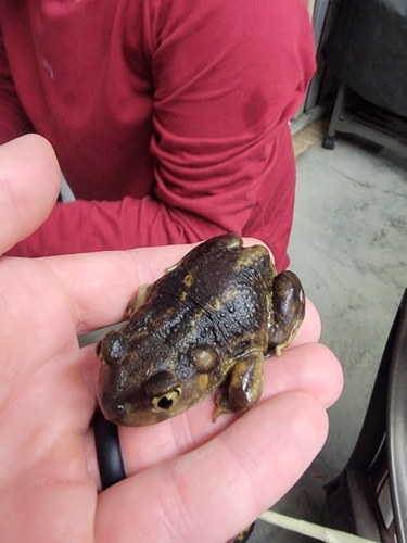 Eastern Spadefoot