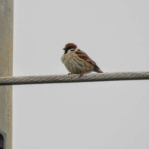 Eurasian Tree Sparrow