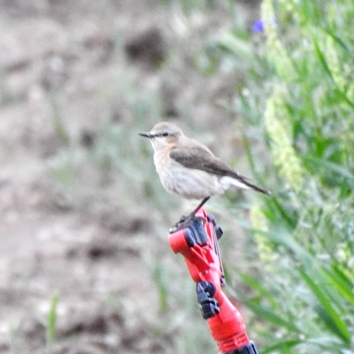 Northern Wheatear