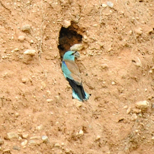 European Roller