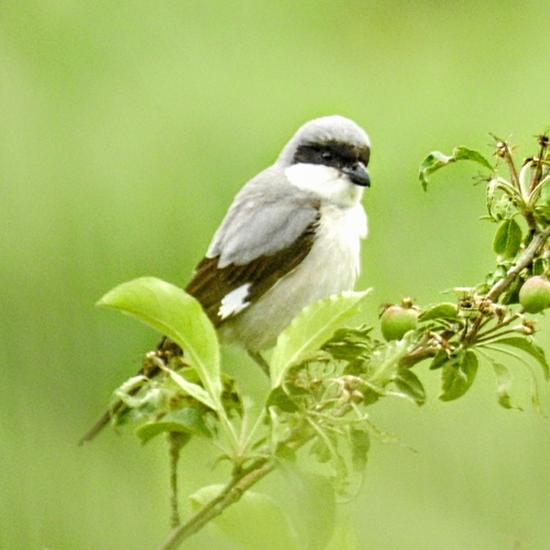 Lesser Grey Shrike