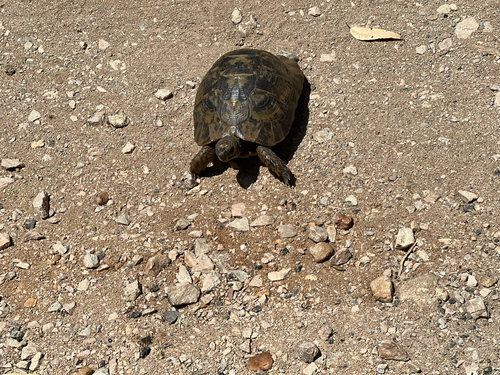 Greek Tortoise