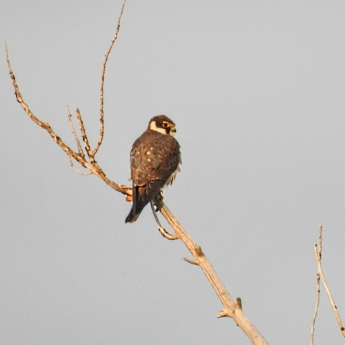 Eurasian Hobby