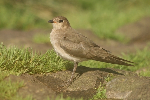Black-winged Pratincole