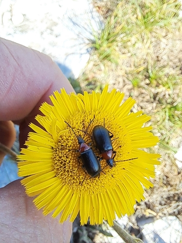 Heliotaurus ruficollis