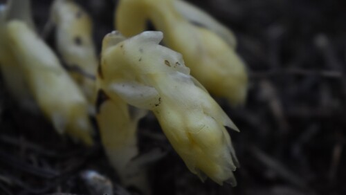 pinesap