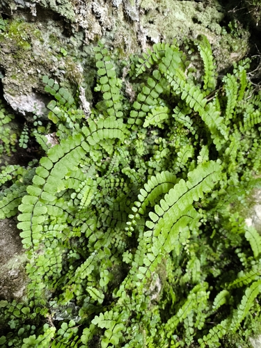 maidenhair spleenwort