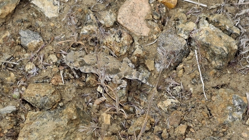 iNaturalist observation photo of Desert Horned Lizard