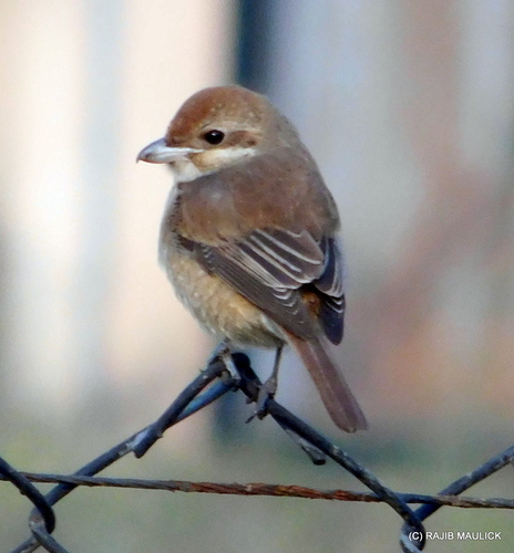 Brown Shrike