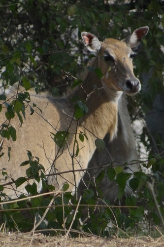 Nilgai