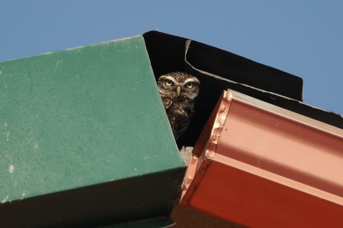 Little Owl