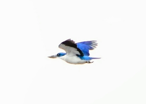 Collared Kingfisher