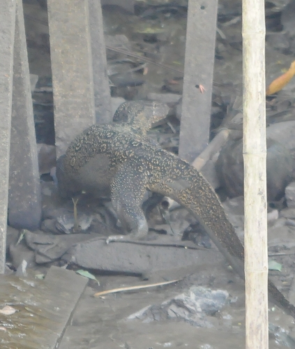 Common Water Monitor