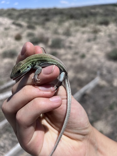 Prairie Racerunner
