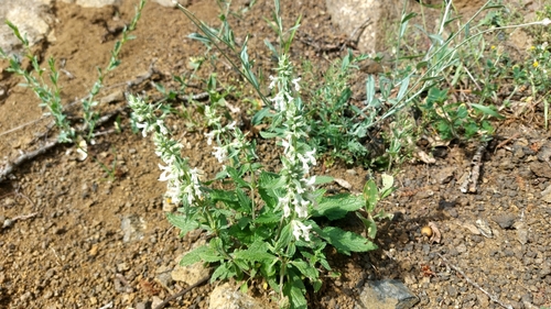 Annual Yellow-woundwort