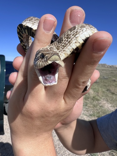 Plains Hognose Snake