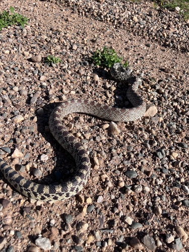 Bullsnake