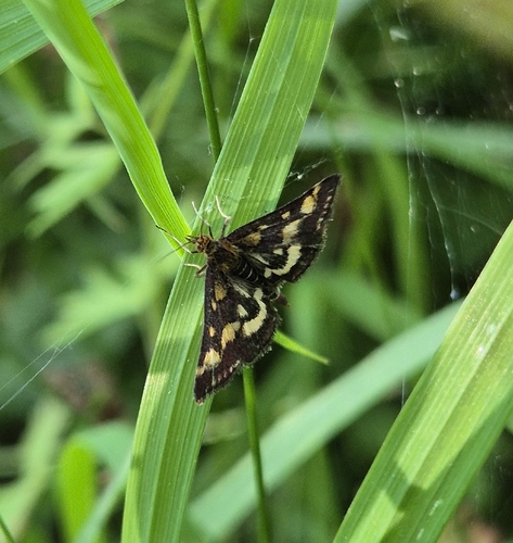 Common Crimson-and-gold Moth