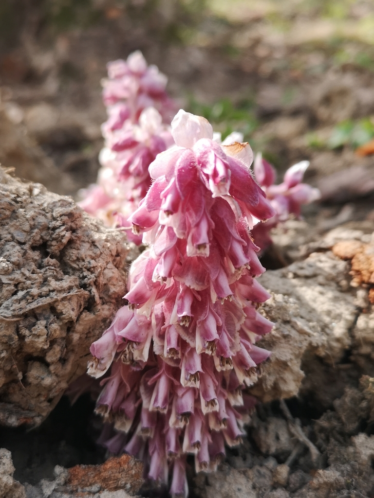 common-toothwort-from-brestovac-hr-ps-hr-on-april-13-2020-at-09-50