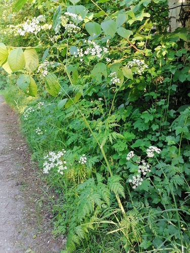 Cow Parsley