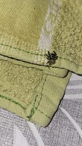 Mediterranean white-banded spider