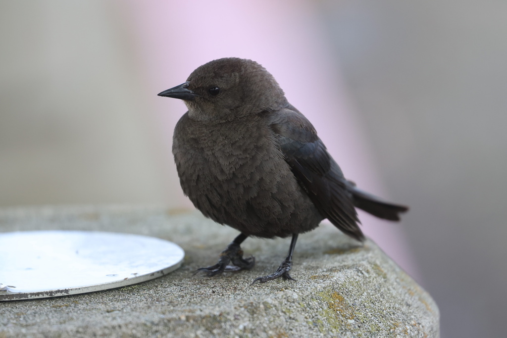 Brewer's Blackbird