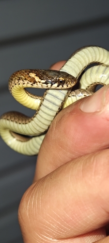 Japanese keelback