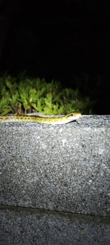 Japanese Ratsnake