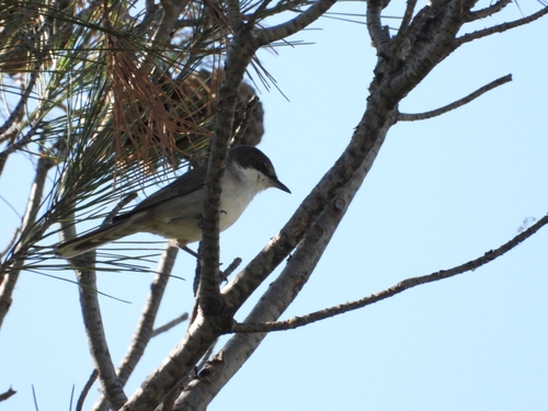 Eastern Orphean Warbler