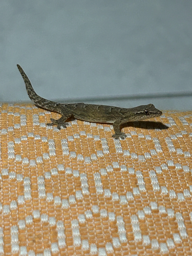 Mourning Gecko