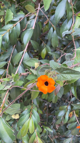 Black-eyed Susan vine