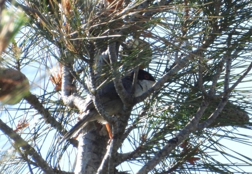 Sardinian Warbler