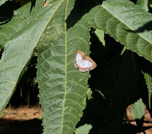 False Nymphidium