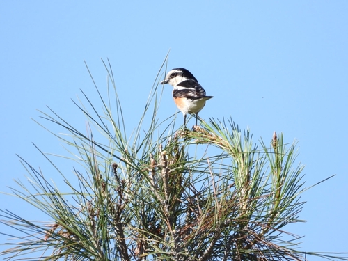 Masked Shrike
