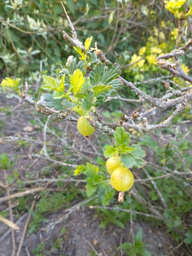 European gooseberry