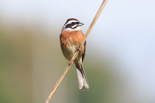 Emberiza cioides ciopsis